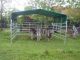 Weidetent / abri de prairie